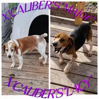 Ch. Bloodline pocket Female #3, a female Beagle for sale in Jamesville, NC – Photo 8 of 10