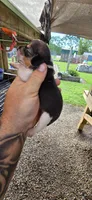 Ch. Bloodline pocket Female #3, a female Beagle for sale in Jamesville, NC – Photo 2 of 10