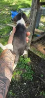 Female #2 , a female Beagle for sale in Jamesville, NC – 7 of 8