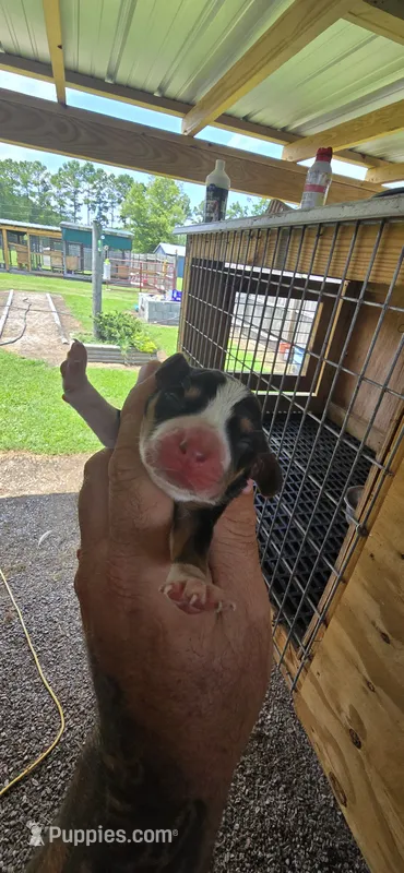 Pocket Male#2 – Beagle puppy for sale in Jamesville, NC
