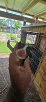 Pocket Male#2, a male Beagle for sale in Jamesville, NC – 1 of 10