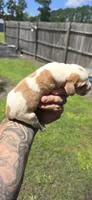 Ch. Show bloodline Pocket female #4, a female Beagle for sale in Jamesville, NC – 3 of 10