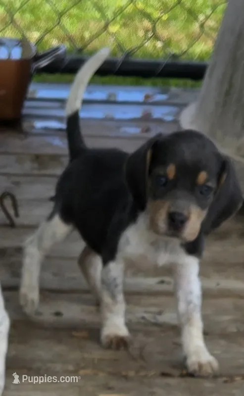 Blue Female pocket  – Beagle puppy for sale in Jamesville, NC