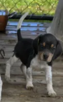 Blue Female pocket , a female Beagle for sale in Jamesville, NC – 1 of 9