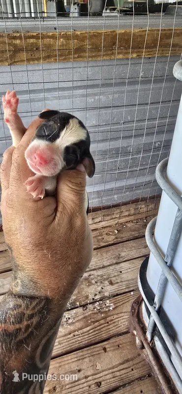 Litter two Male #2 – Beagle puppy for sale in Jamesville, NC