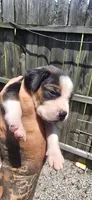 Litter two Ch. Bloodline Pocket beagle Male #5, a male Beagle for sale in Jamesville, NC – 6 of 10