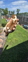 Litter 1 Pocket Male#3, a male Beagle for sale in Jamesville, NC – 4 of 9