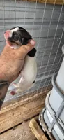 Male #1, a male Beagle for sale in Jamesville, NC – 8 of 9