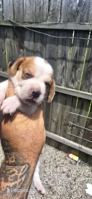 Litter 2 Pocket Male#1 – Beagle puppy for sale in Jamesville, NC