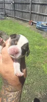 Ch. Show bloodline Pocket female #2, a female Beagle for sale in Jamesville, NC – 8 of 10