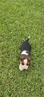 Ch. Show Bloodline Pocket beagle Male #1, a male Beagle for sale in Jamesville, NC – 4 of 9