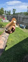 Litter 1 Pocket Male#2, a male Beagle for sale in Jamesville, NC – 3 of 9