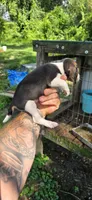 Female #2 , a female Beagle for sale in Jamesville, NC – 3 of 8