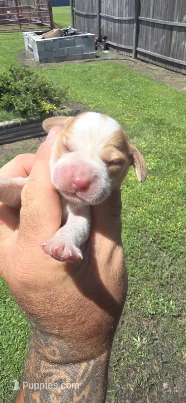 Ch. Show bloodline Pocket female #4 – Beagle puppy for sale in Jamesville, NC