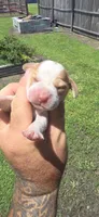 Ch. Show bloodline Pocket female #4, a female Beagle for sale in Jamesville, NC – 1 of 10