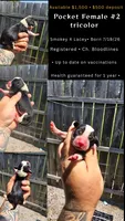 Litter two pocket Female #2, a female Beagle for sale in Jamesville, NC – 10 of 10