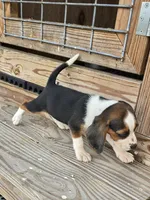  Ch. Show Bloodline Pocket beagle Male #1, a male Beagle for sale in Jamesville, NC – 7 of 9
