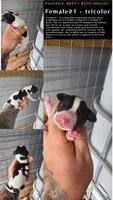 Female #1, a female Beagle for sale in Jamesville, NC – 1 of 8