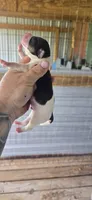 Litter two Male #1, a male Beagle for sale in Jamesville, NC – 5 of 9