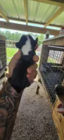 Pocket Male#3, a male Beagle for sale in Jamesville, NC – 4 of 10