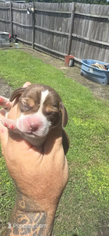 Ch. Show bloodline Pocket female #3 – Beagle puppy for sale in Jamesville, NC