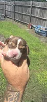 Ch. Show bloodline Pocket female #3, a female Beagle for sale in Jamesville, NC – 1 of 10