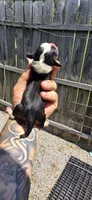 Litter two pocket Female #2, a female Beagle for sale in Jamesville, NC – 2 of 10