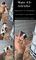 Litter two Male #3, a male Beagle for sale in Jamesville, NC – 2 of 8