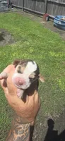 Ch. Show bloodline Pocket female #1, a female Beagle for sale in Jamesville, NC – 7 of 9