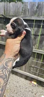 Litter two Ch. Bloodline Pocket beagle Male #5, a male Beagle for sale in Jamesville, NC – 5 of 10