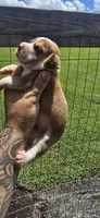 Litter 1 Ch. Bloodline Pocket beagle Male#1, a male Beagle for sale in Jamesville, NC – 4 of 10
