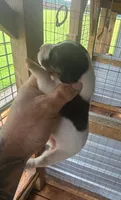 Standard Female#1, a female Beagle for sale in Jamesville, NC – 4 of 10