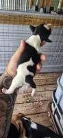Litter two Male #1, a male Beagle for sale in Jamesville, NC – 6 of 9