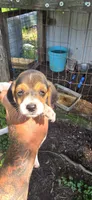 Female #2 , a female Beagle for sale in Jamesville, NC – 6 of 8