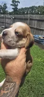 Litter 1 Ch. Bloodline Pocket beagle Male#2, a male Beagle for sale in Jamesville, NC – 3 of 10
