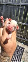 Litter 2 Pocket Male#2, a male Beagle for sale in Jamesville, NC – 1 of 10