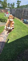 Litter 1 Pocket Male#2, a male Beagle for sale in Jamesville, NC – 4 of 9