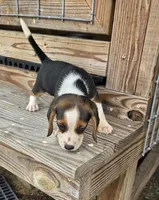  Ch. Show Bloodline Pocket beagle Male #1, a male Beagle for sale in Jamesville, NC – 8 of 9