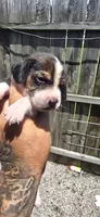 Litter 2 Ch. Bloodline Pocket beagle Male#3, a male Beagle for sale in Jamesville, NC – 2 of 10