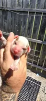 Litter 2 Pocket Male#2, a male Beagle for sale in Jamesville, NC – 7 of 10