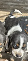 Blue Male pocket, a male Beagle for sale in Jamesville, NC – 7 of 9