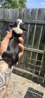 Litter two pocket Female #2, a female Beagle for sale in Jamesville, NC – 8 of 10