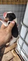 Female #2, a female Beagle for sale in Jamesville, NC – 3 of 9
