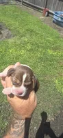 Ch. Show bloodline Pocket female #3, a female Beagle for sale in Jamesville, NC – 9 of 10