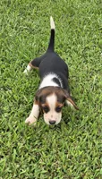  Ch. Show Bloodline Pocket beagle Male #1, a male Beagle for sale in Jamesville, NC – 2 of 9