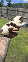 Ch. Show bloodline Pocket female #2, a female Beagle for sale in Jamesville, NC – 9 of 10