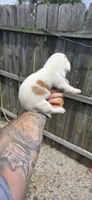 Litter 2 Ch. Bloodline Pocket beagle Male#2, a male Beagle for sale in Jamesville, NC – 7 of 10