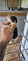 Litter two Male #1, a male Beagle for sale in Jamesville, NC – 2 of 9
