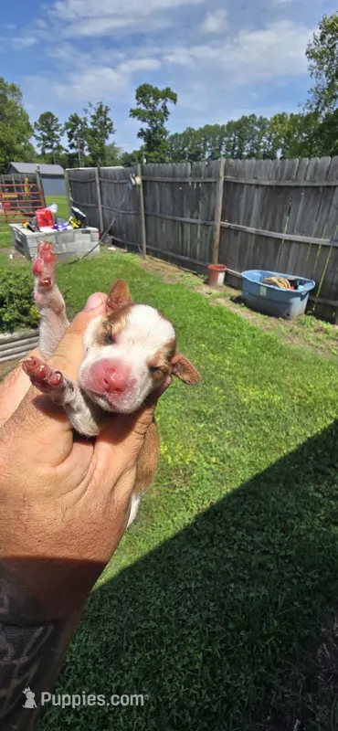 Litter 1 Pocket Male#3 – Beagle puppy for sale in Jamesville, NC