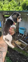 Pocket Female #1, a female Beagle for sale in Jamesville, NC – 9 of 9